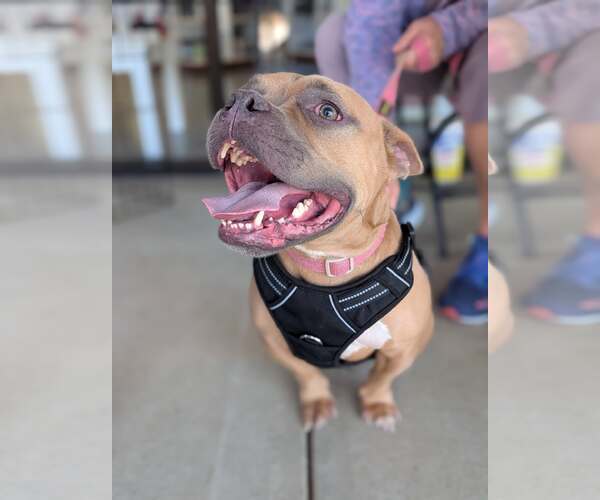 Medium Photo #4 American French Bull Terrier Puppy For Sale in Holly Springs, NC, USA