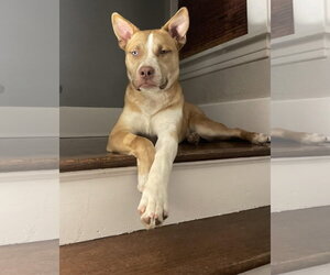 Dug - Male Siberian Husky-Unknown Mix Dog for Adoption - Photo #3