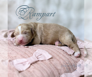 Goldendoodle (Miniature) Puppy for sale in EVANS, GA, USA