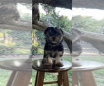 Image preview for Ad Listing. Nickname: Tessa