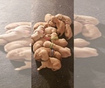 Small Photo #2 Golden Retriever Puppy For Sale in MODESTO, CA, USA