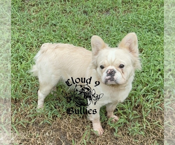 Medium Photo #1 French Bulldog Puppy For Sale in LORIS, SC, USA