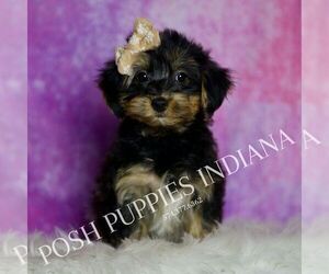 Medium Yorkipoo