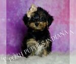 Puppy Lady Yorkipoo