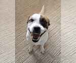 Small #2 Mutt