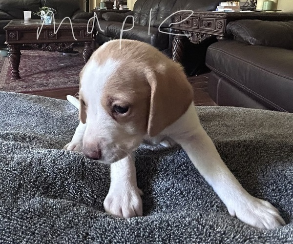 Medium Photo #2 Poogle Puppy For Sale in CLERMONT, FL, USA
