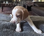 Puppy Maple Poogle