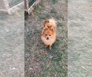 Father of the Yoranian puppies born on 02/22/2025