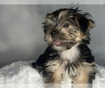 Small #7 Morkie