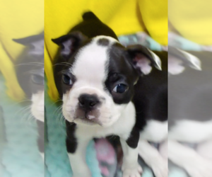 Boston Terrier Litter for sale in BEND, OR, USA