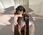 Small Photo #6 Miniature Pinscher Puppy For Sale in STERLING, MI, USA