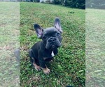 Small Photo #3 French Bulldog Puppy For Sale in YONKERS, NY, USA