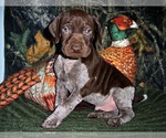 Small Photo #1 German Shorthaired Pointer Puppy For Sale in ELBERTA, AL, USA