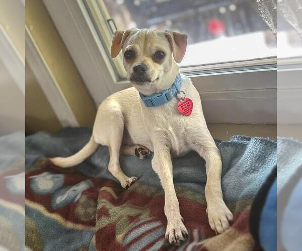 Medium Photo #4 Chihuahua-Unknown Mix Puppy For Sale in San Diego, CA, USA