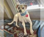Small #3 Chihuahua Mix