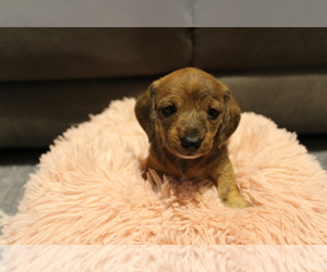 Dachshund Puppy for sale in ANDREWS, IN, USA