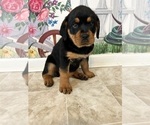 Small Photo #2 Rottweiler Puppy For Sale in MARION, SC, USA