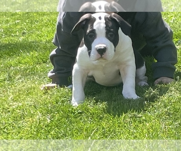 Medium Photo #13 American Bully Puppy For Sale in NAUGATUCK, CT, USA