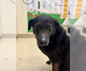 Labrador Retriever-Unknown Mix Dogs for adoption in Webster, WI, USA