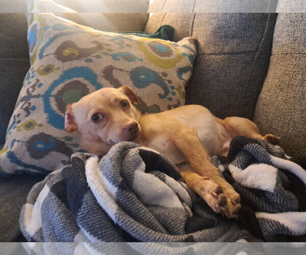 Medium Photo #2 Chihuahua-Unknown Mix Puppy For Sale in Menifee, CA, USA