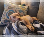 Small #1 Chihuahua Mix