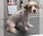 Small Maltese Mix