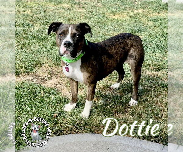 Medium Photo #10 American Pit Bull Terrier-Bulldog Mix Puppy For Sale in Omaha, NE, USA