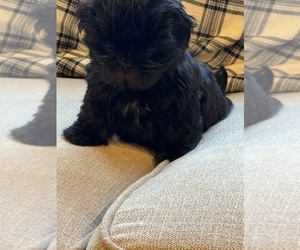 Shih Tzu Puppy for sale in ELDERWOOD, CA, USA