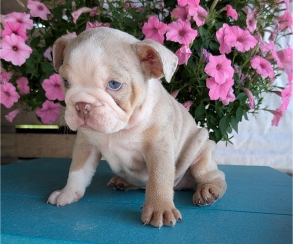 Medium Photo #6 English Bulldog Puppy For Sale in GOSHEN, IN, USA