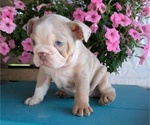 Small #5 English Bulldog