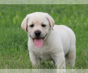 Labrador Retriever Puppy for sale in EAU CLAIRE, WI, USA