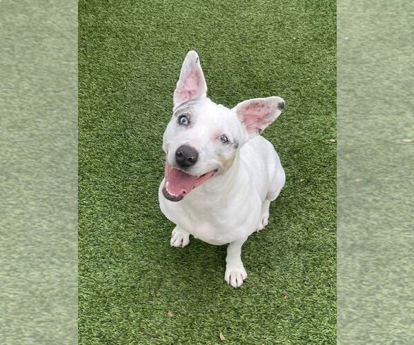 Medium Photo #23 Jack Russell Terrier-Unknown Mix Puppy For Sale in Pompano Beach , FL, USA
