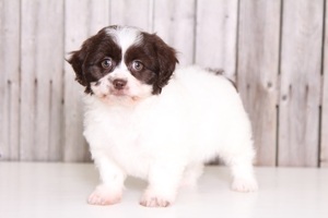 Zuchon Puppy for sale in MOUNT VERNON, OH, USA