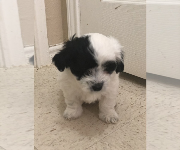 Medium Photo #7 Coton de Tulear Puppy For Sale in DALLAS, TX, USA