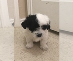 Small Photo #7 Coton de Tulear Puppy For Sale in DALLAS, TX, USA