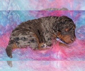Labradoodle Puppy for sale in LA HABRA, CA, USA