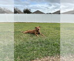 Small Photo #2 Mutt Puppy For Sale in Miami, FL, USA