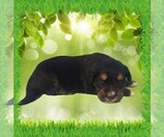 Small Photo #6 Golden Mountain Dog Puppy For Sale in BLACK FOREST, CO, USA