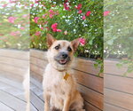 Small Cairn Terrier