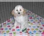 Small #12 Cavapoo-Poodle (Miniature) Mix