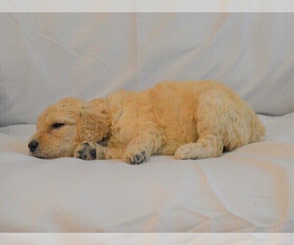 Medium Photo #4 Goldendoodle Puppy For Sale in LIVE OAK, FL, USA