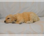 Small Photo #4 Goldendoodle Puppy For Sale in LIVE OAK, FL, USA