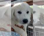 Puppy Red Slick Great Pyrenees
