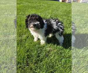 Oreo - Female Bichon Frise Dog for Adoption - Photo #2
