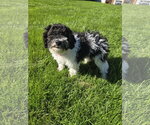 Small Photo #2 Bichon Frise Puppy For Sale in Wheaton, IL, USA