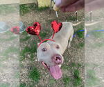 Small #2 American Staffordshire Terrier Mix