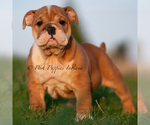 Puppy TANK AKC Bulldog