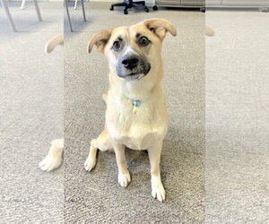 German Shepherd Dog-Unknown Mix Dogs for adoption in Cuyahoga Falls , OH, USA