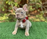 Small #1 French Bulldog