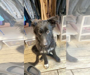 Border Collie-Unknown Mix Dogs for adoption in Hillsboro, MO, USA